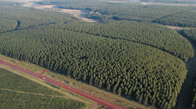 191 107 Forestacion Eucaliptus