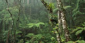 rainforest ppw