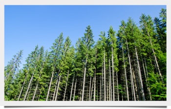 Southern White Pine 02