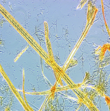 Refined fibres